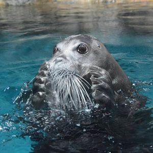 Oh no! Pacific bearded seal (Erignathus barbatus nauticus)