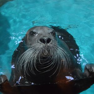 Pacific bearded seal (Erignathus barbatus nauticus)