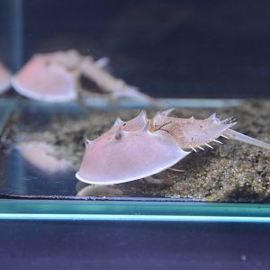 Juvenile Chinese horseshoe crab (Tachypleus tridentatus)