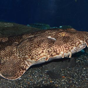 Japanese wobbegong (Orectolobus japonicus)
