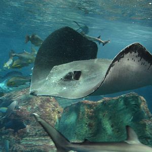Brown stingray (Bathytoshia lata)