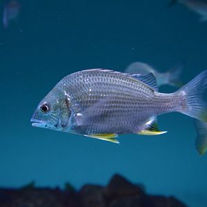 Yellowfin seabream (Acanthopagrus latus)