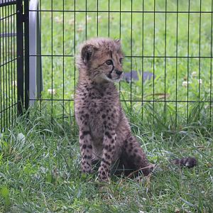 Cheetah Cub