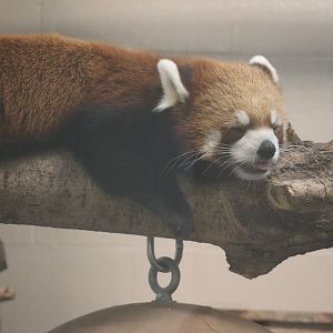 Red Panda