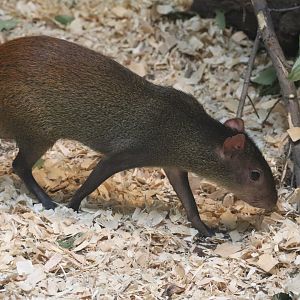 Red Rumped Agouti