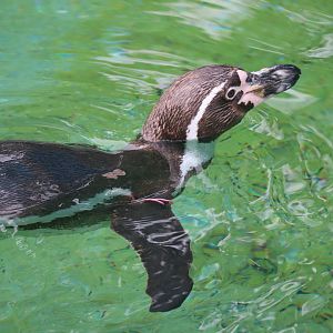 Humboldt Penguin