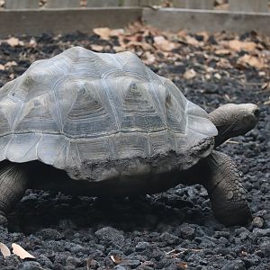 Galapagos Tortoise