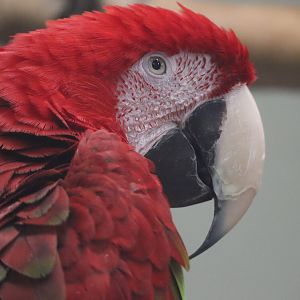 Scarlet Macaw