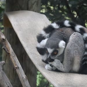 Ring Tailed Lemur