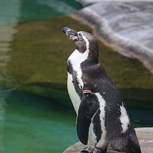 Humboldt Penguin