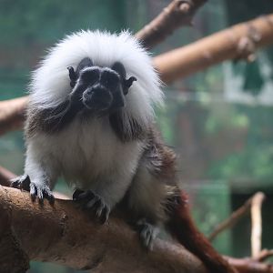 Cotton Top Tamarin