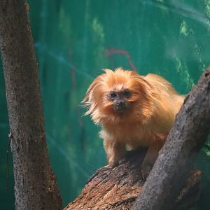 Golden Lion Tamarin