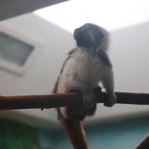 Cotton Top Tamarin Infant