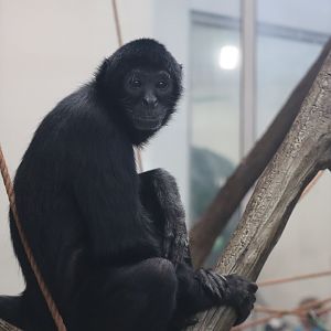 Black Spider Monkey