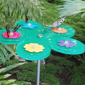 Butterfly nectar feeder with Tiger longwing, Red postman and Paper kite, 2022-08-16
