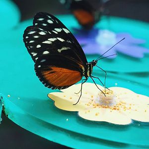 Tiger longwing (Heliconius hecale), 2022-08-16