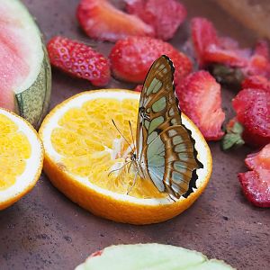Malachite butterfly (Siproeta stelenes), 2022-08-16