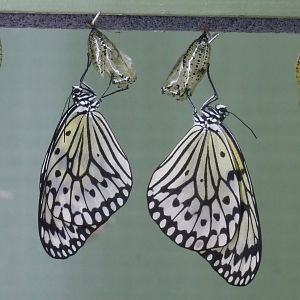 Freshly hatched Paper kites (Idea leuconoe), 2022-08-16