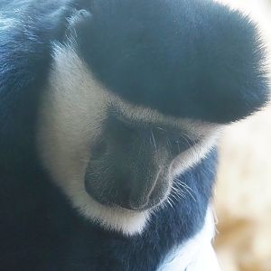 Mantled Colobus (Colobus guereza), 2022-08-16