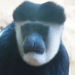 Mantled Colobus (Colobus guereza), 2022-08-16