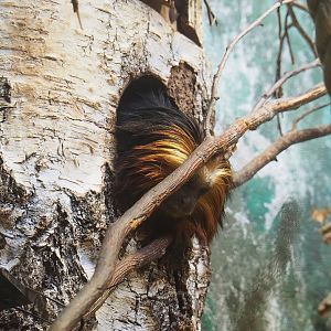 Golden-headed lion tamarin (Leontopithecus chrysomelas), 2022-08-16