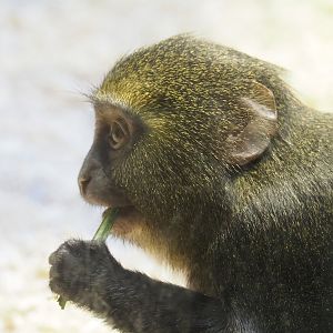 Juvenile Hamlyn's monkey (Cercopithecus hamlyni), 2022-08-16