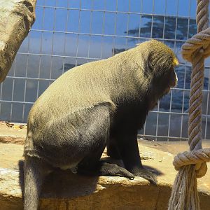 Hamlyn's monkey (Cercopithecus hamlyni), 2022-08-16