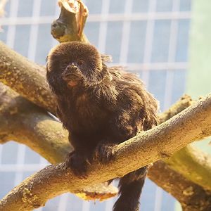 Goeldi's marmoset (Callimico goeldii), 2022-08-16