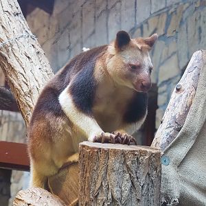 Goodfellow's tree kangaroo (Dendrolagus goodfellowi buergersi), 2022-08-16