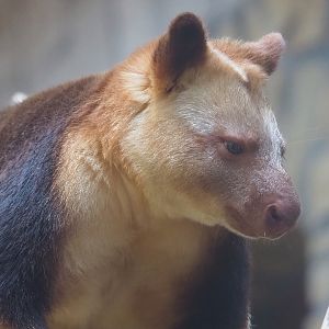 Goodfellow's tree kangaroo (Dendrolagus goodfellowi buergersi), 2022-08-16