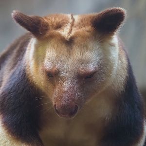 Goodfellow's tree kangaroo (Dendrolagus goodfellowi buergersi), 2022-08-16