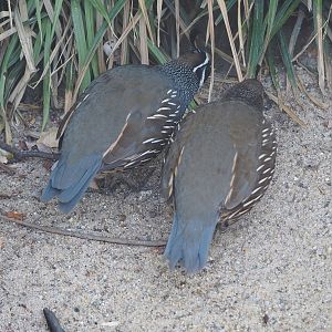 Californian quails (Callipepla californica), 2022-08-16