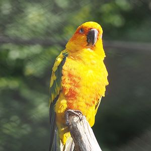 Sun conure (Aratinga solstitialis), 2022-08-16