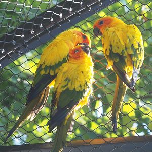 Sun conures (Aratinga solstitialis), 2022-08-16