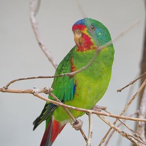 Swift parrot (Lathamus discolor), 2022-08-16