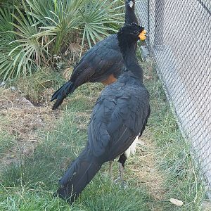 Red-billed curassows (Crax blumenbachii), 2022-08-16
