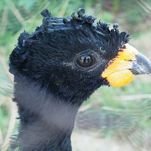 Red-billed curassow (Crax blumenbachii), 2022-08-16