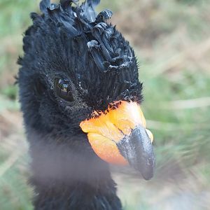 Red-billed curassow (Crax blumenbachii), 2022-08-16