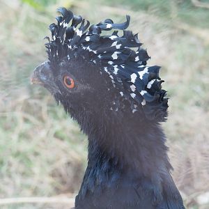 Red-billed curassow (Crax blumenbachii), 2022-08-16