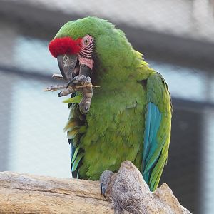 Mexican military macaw (Ara militaris mexicana), 2022-08-16