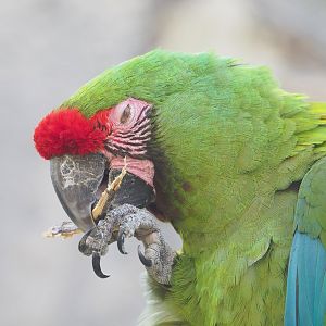 Mexican military macaw (Ara militaris mexicana), 2022-08-16