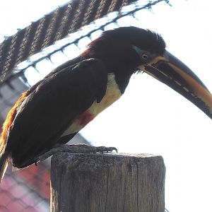 Chestnut-eared aracari (Pteroglossus castanotis), 2022-08-16