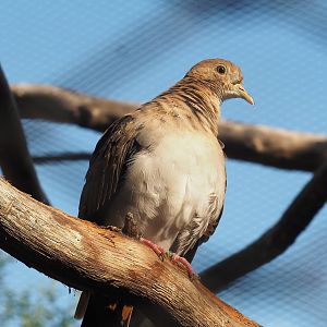 Blue ground dove (Claravis pretiosa), 2022-08-16