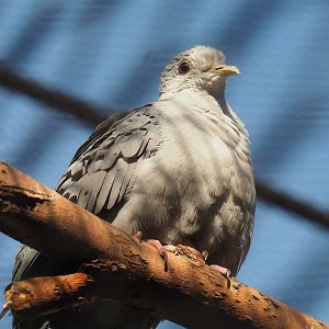 Blue ground dove (Claravis pretiosa), 2022-08-16