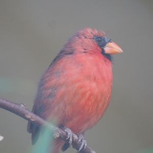 Northern cardinal (Cardinalis cardinalis), 2022-08-16