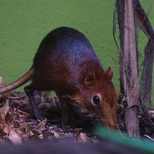 Black-and-rufous elephant shrew (Rhynchocyon petersi), 2022-08-16