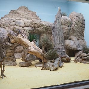 Round-eared elephant shrew exhibit, 2022-08-16