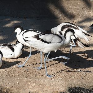 Pied avocets (Recurvirostra avosetta), 2022-08-16