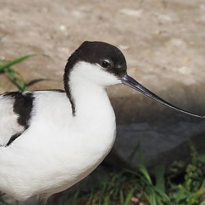 Pied avocet (Recurvirostra avosetta), 2022-08-16