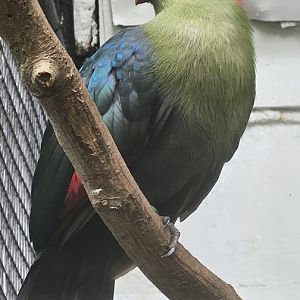 Fischer's turaco